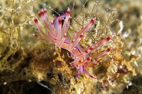  Flabellina rubrolineata (Sea Slug)